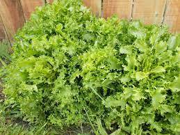 치커리(chicory)