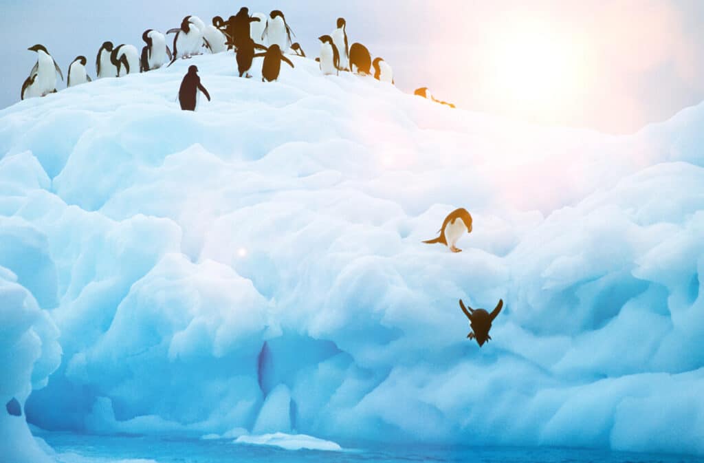 펭귄효과(Penguin Effect)