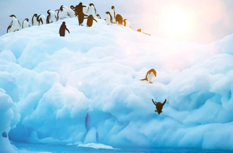 펭귄효과(Penguin Effect)