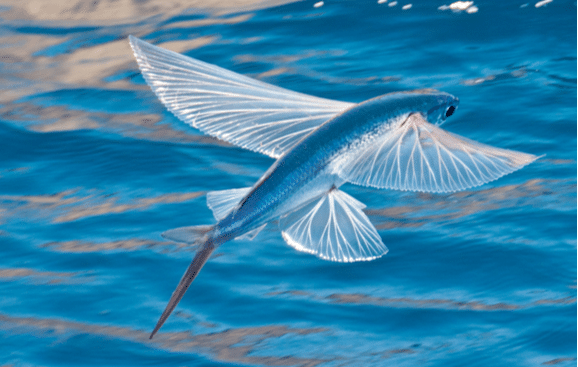 날치(Flying Fish)