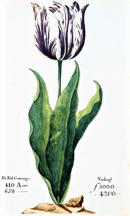 네덜란드 튤립 버블(Tulip mania)