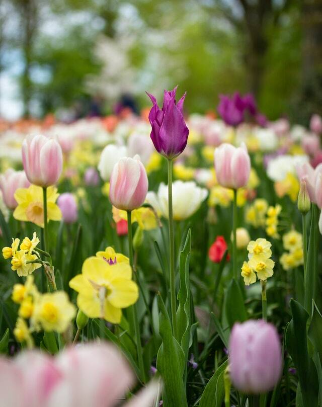 튤립(Tulip)