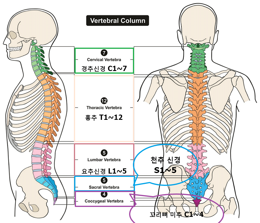 척추의 기본 구조-경추 흉추 요추 천추 미추 C1~7의 부위 근육과 신경의 통증이 있을 시 경추통으로 볼 수 있다.