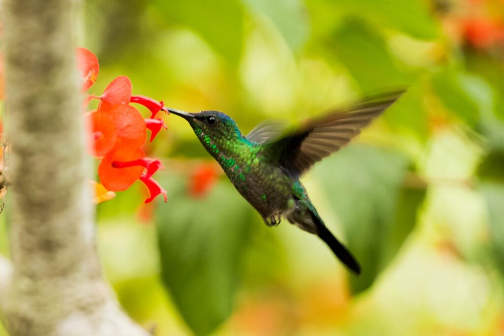 Hummingbird(벌새)